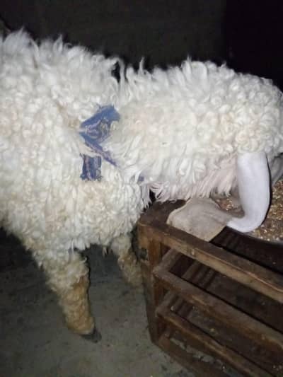 dumba for sale