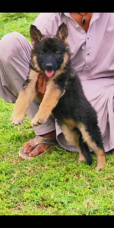 German Shepherd puppy | Long Coat puppies | Dog For Sale | puppy