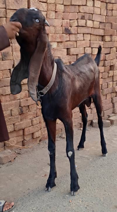 Nagra Bakra for Qurbani