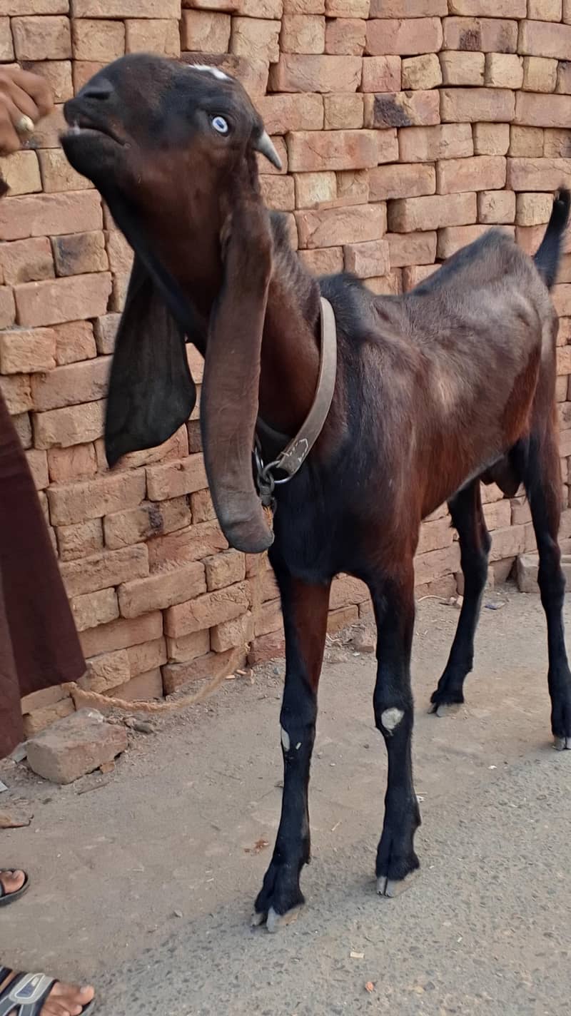 Nagra Bakra 1