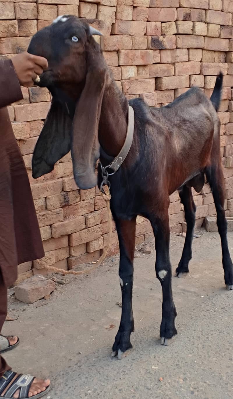 Nagra Bakra 2