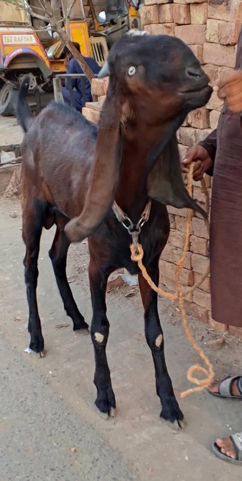 Nagra Bakra 4