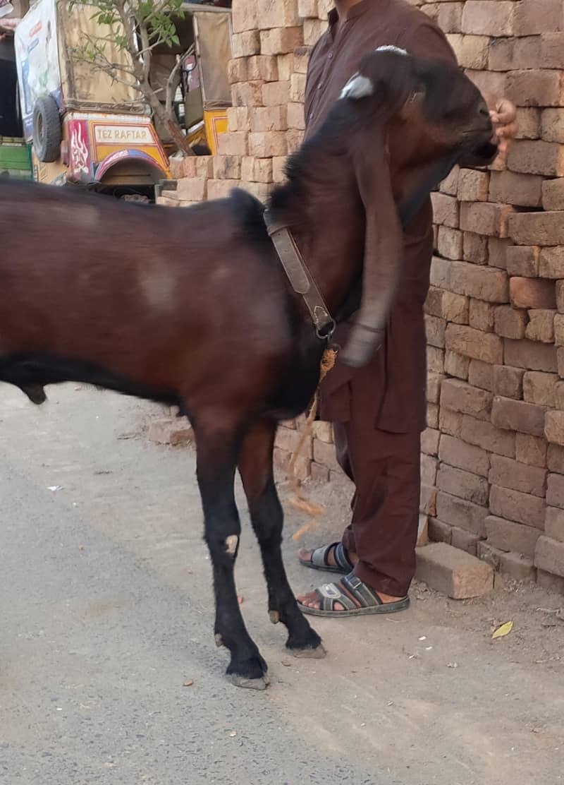 Nagra Bakra 5