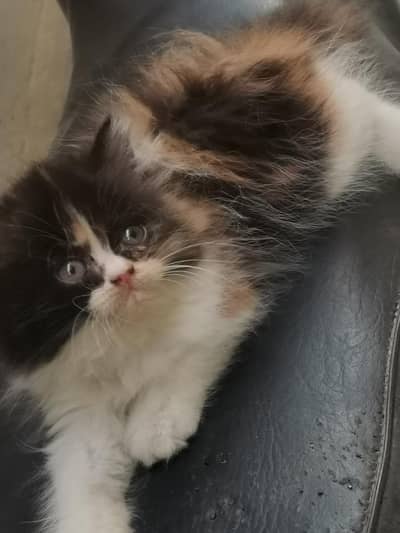 Persian male female kittens