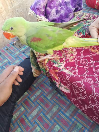 raw parrot