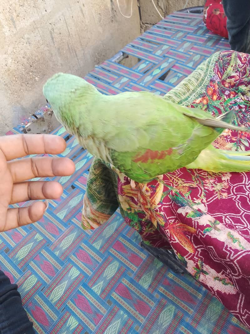 raw parrot 1