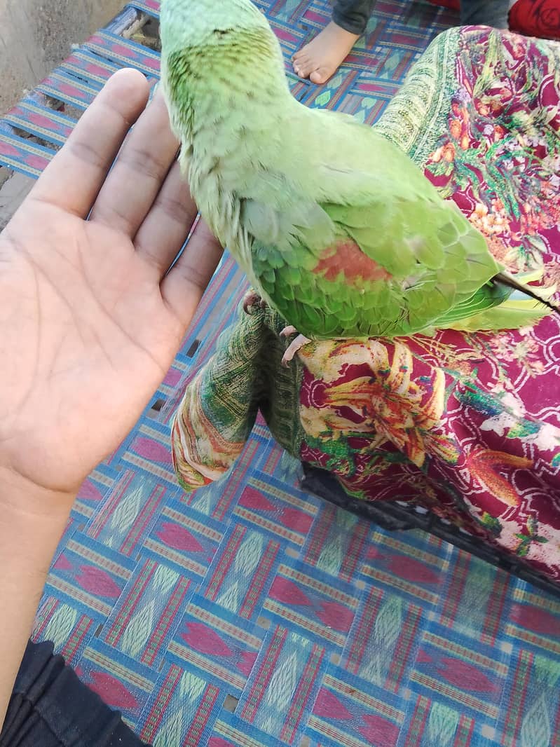 raw parrot 2