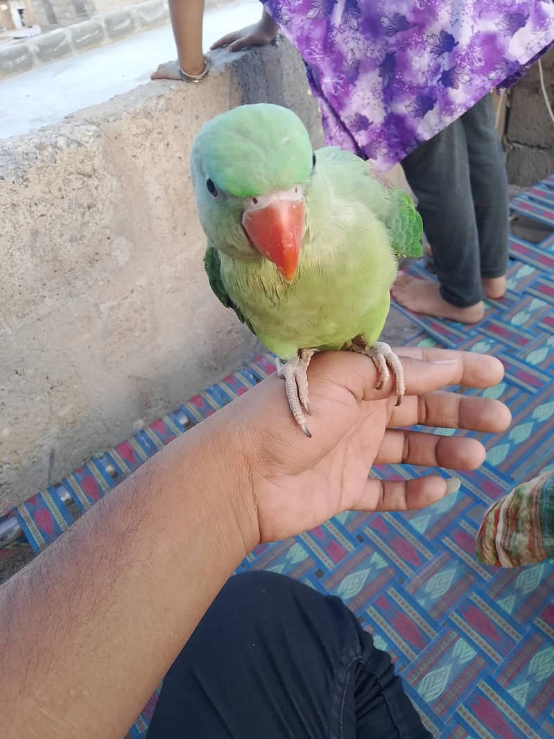 raw parrot 3