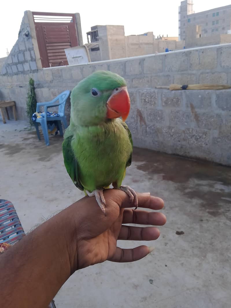 raw parrot 4