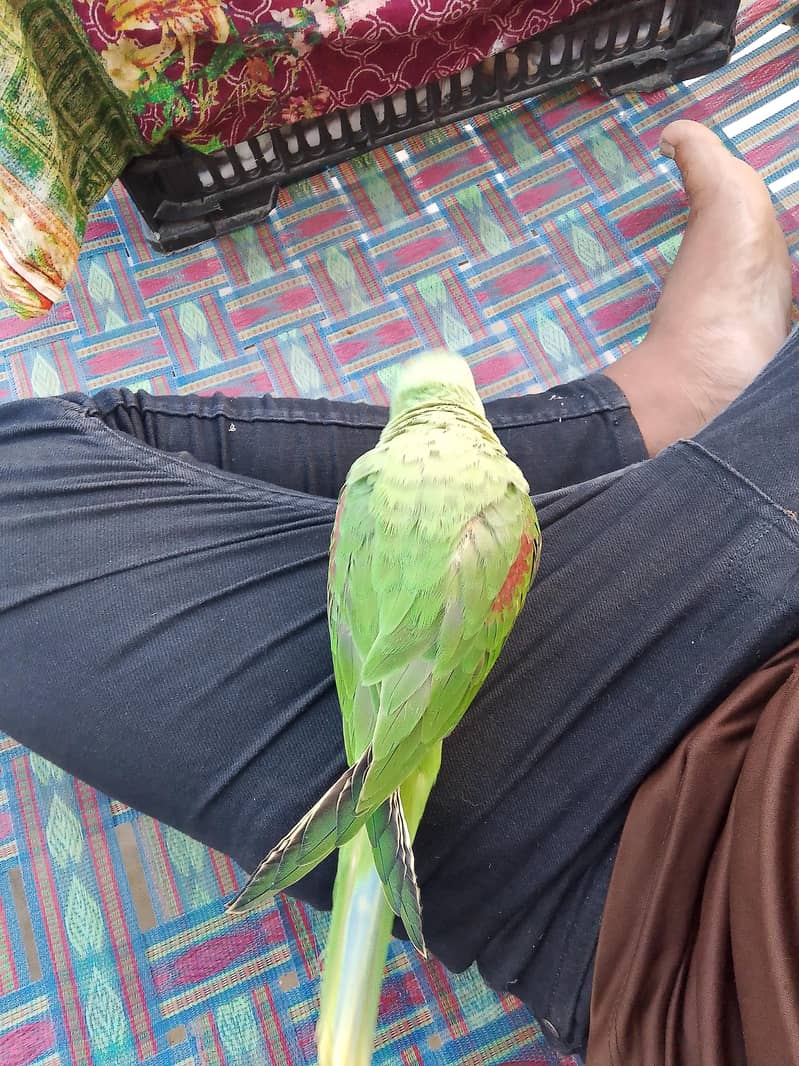 raw parrot 5