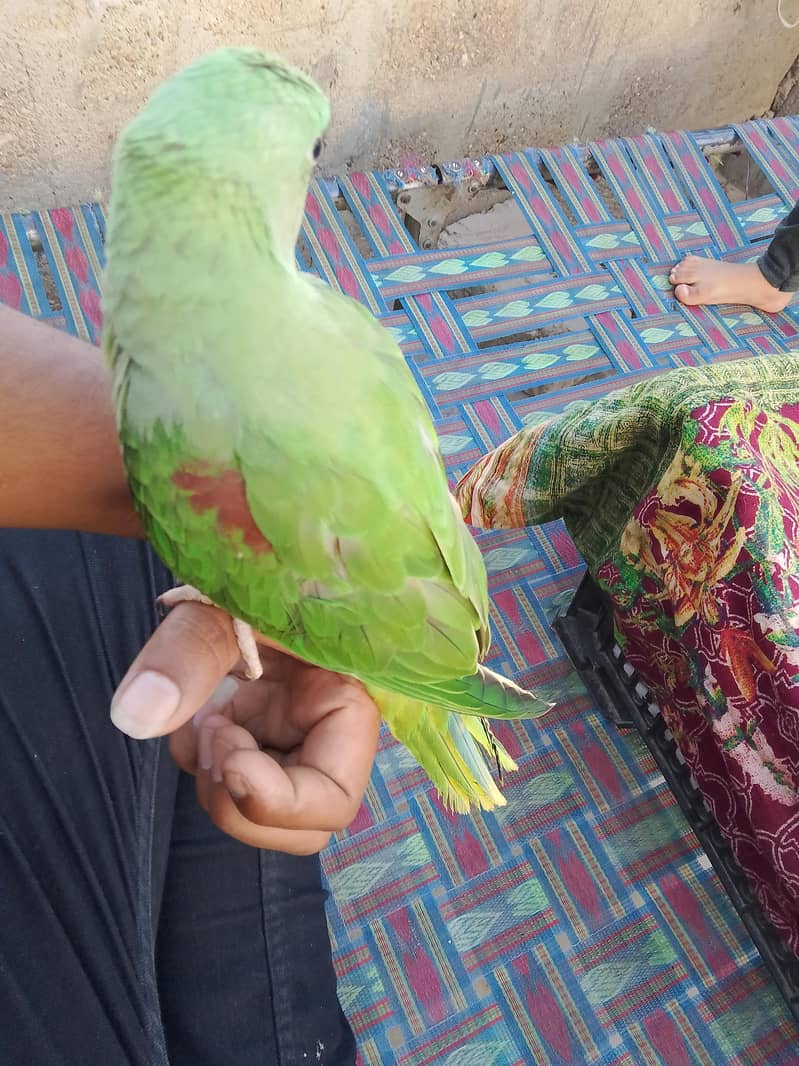 raw parrot 7