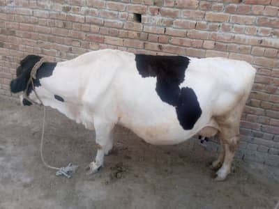 cow for sale