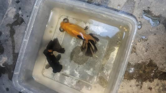 Black Moor and Oranda Goldfish
