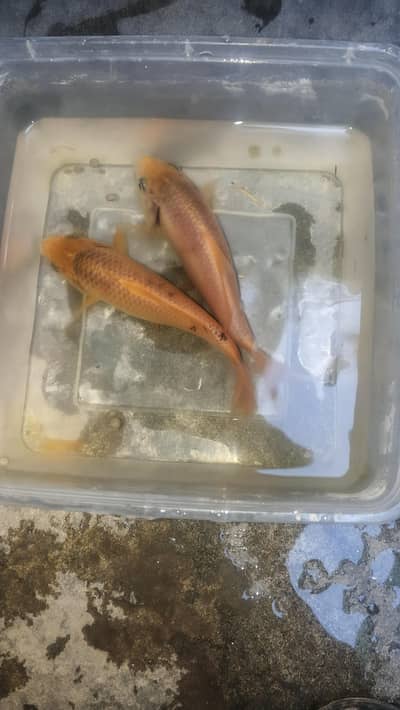 Orange koi / Exchangeable