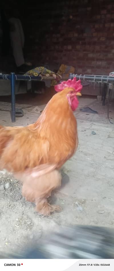 Golden Buff pair eggs laying+ Blue Buff eggs laying pair +Aseel pair