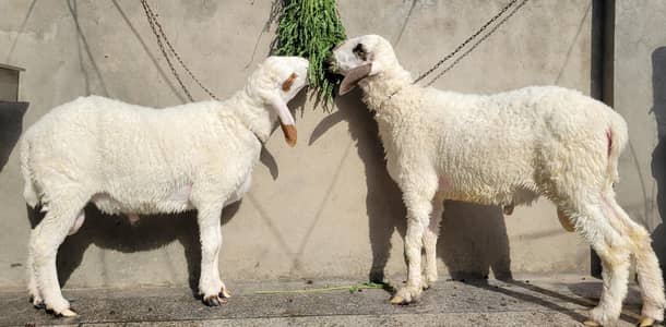Chatrey Jori For Sale Qurbani 2026