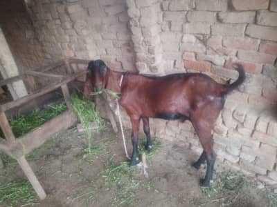poure Dassy Bakra
