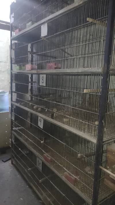 parrots cage