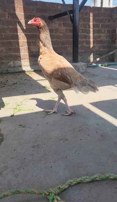 Aseel female for sale 03104864807