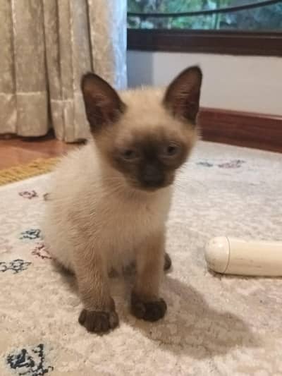 Siamese Cat