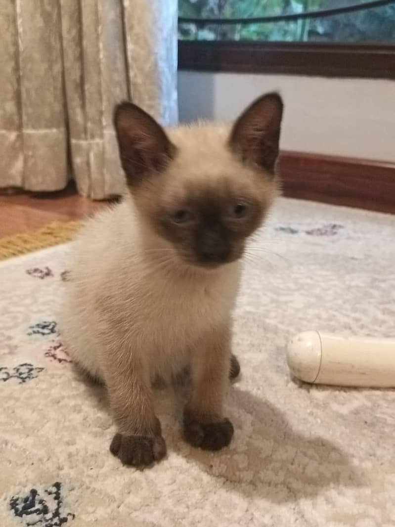 Siamese Cat 0