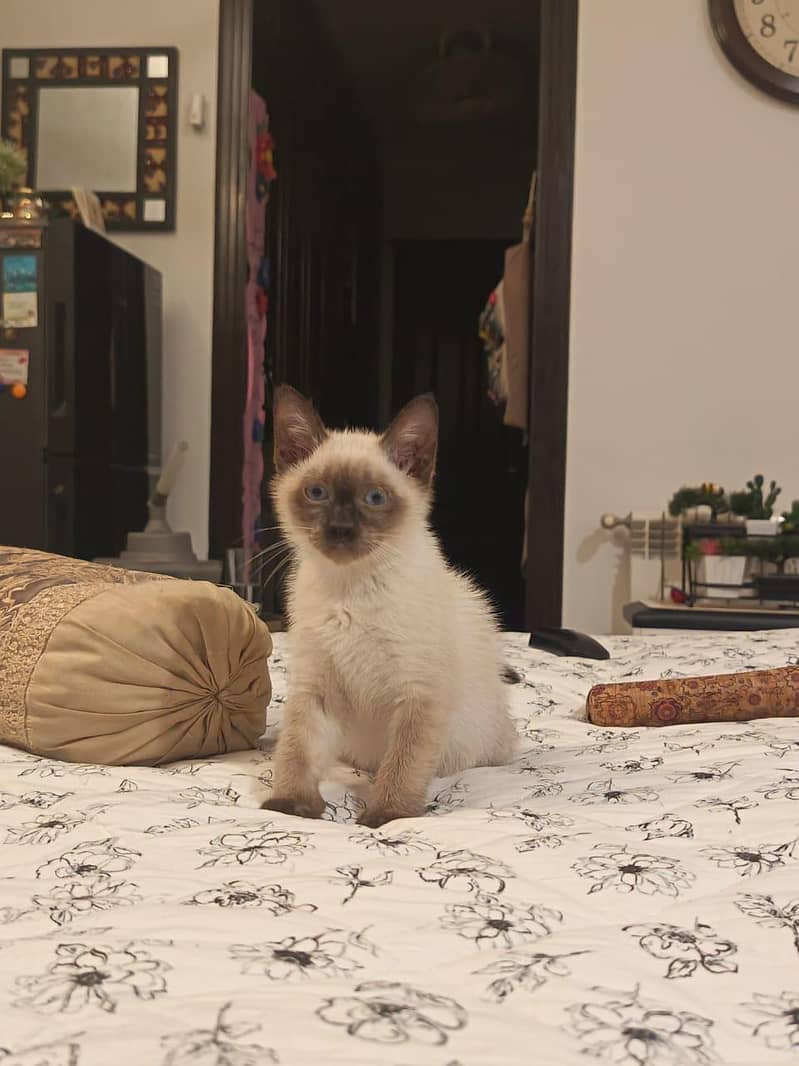 Siamese Cat 1
