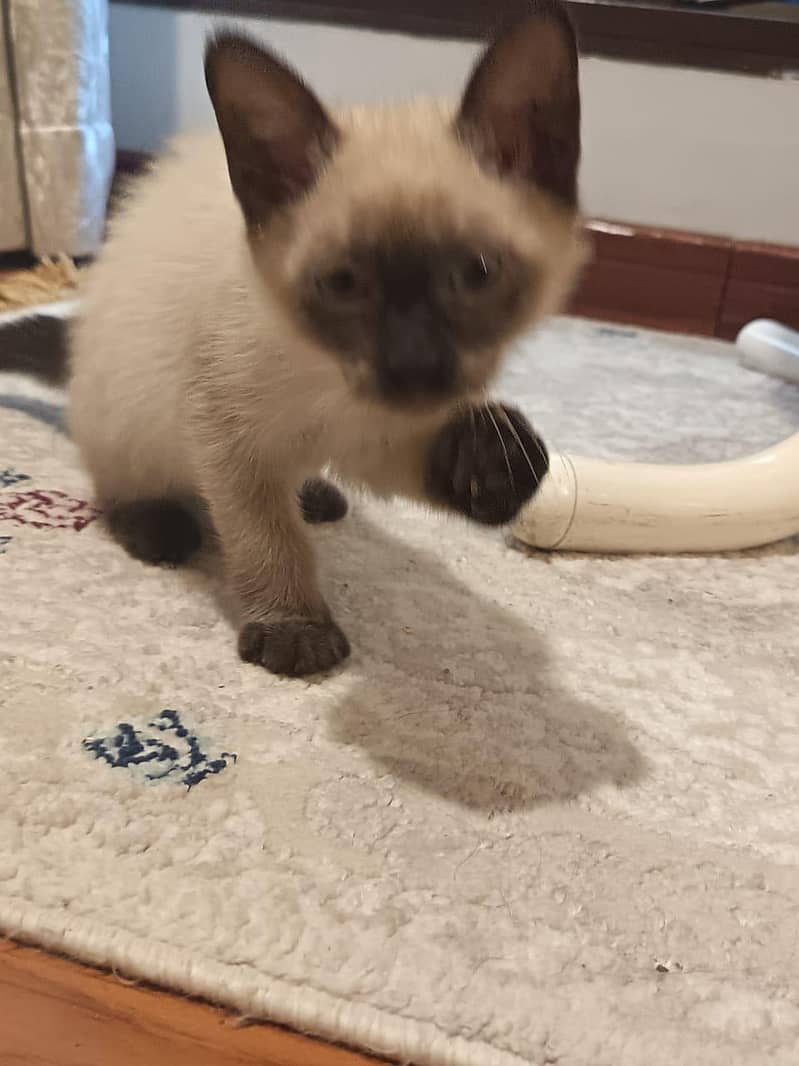 Siamese Cat 2