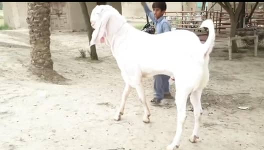 Bakra qurbani ke liye taiyar call me WhatsApp on 0328/3776346
