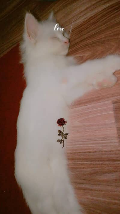 5k Persian cat  with food and food box free