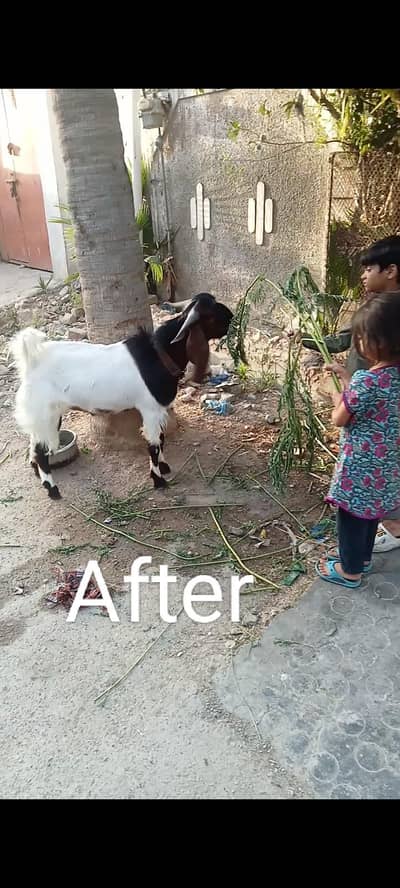 male goat, ghr ka Pala hua hai 2 dant