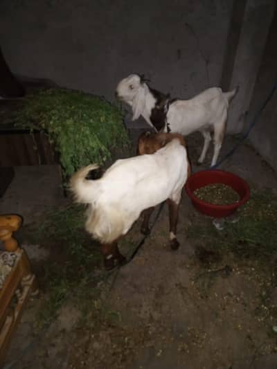 2 goats for sell