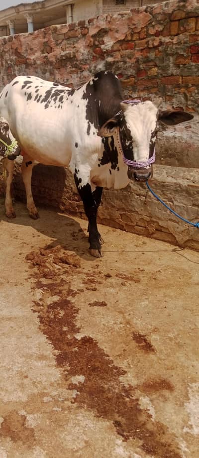 Qurbani ka healthy baill for sale