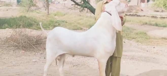 Bakra for sale call me WhatsApp on 0328=3776346