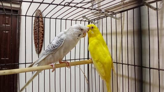Fellow Red Eye Breeder Pair for sale