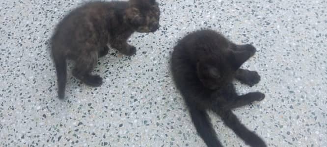 latter trained black+brown