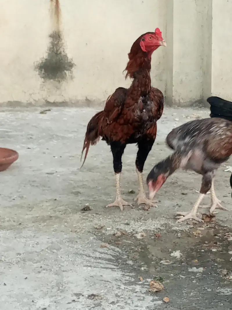 Mianwali — photo 2
