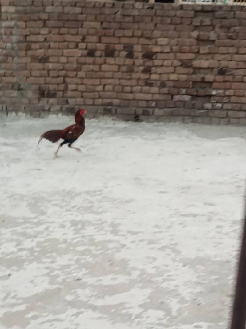 Mianwali 2