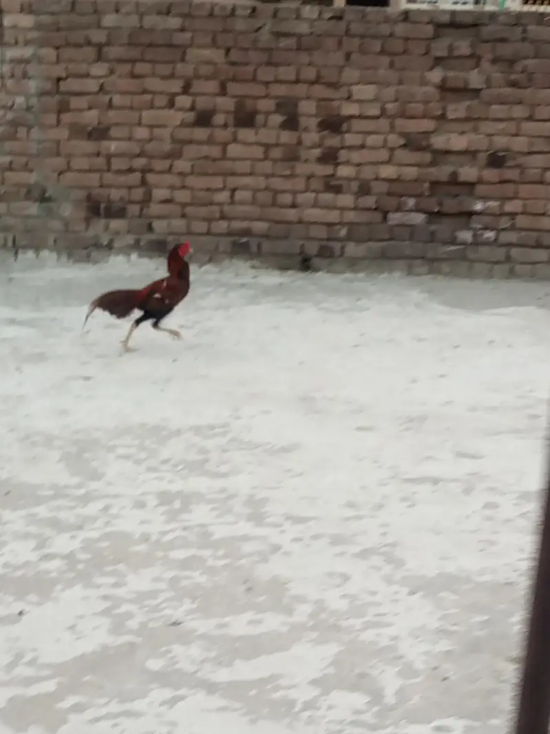 Mianwali — photo 3