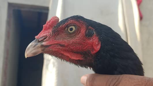 aseel patha lolong hight بڑا قد