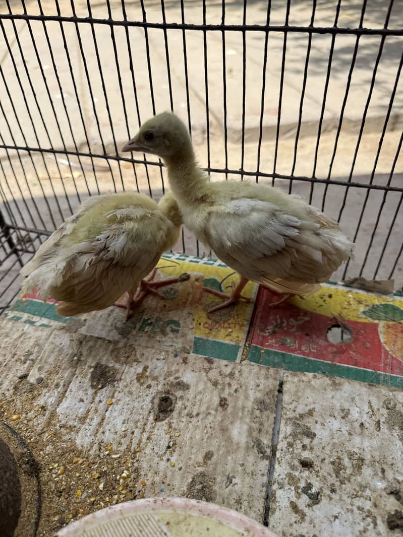 Peacock chicks 0