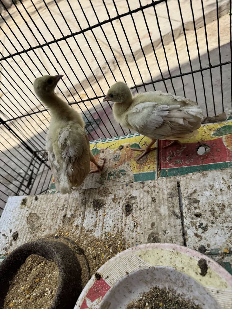 Peacock chicks 1