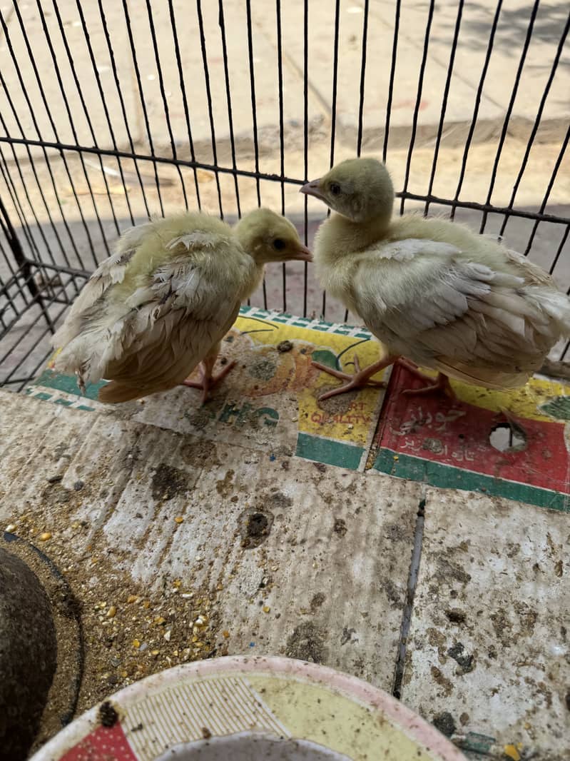 Peacock chicks 2