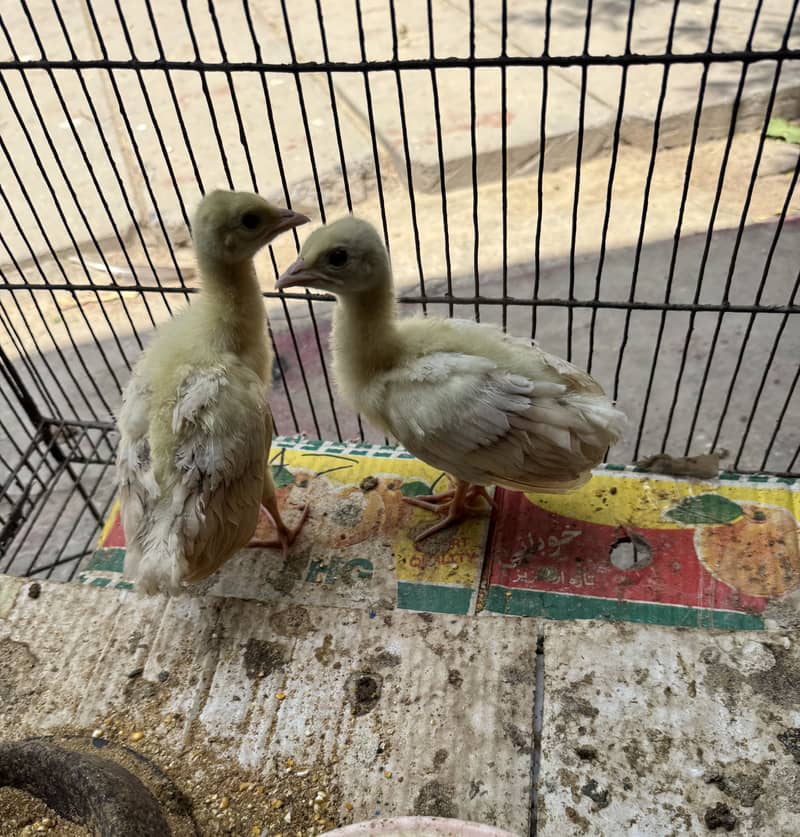 Peacock chicks 3