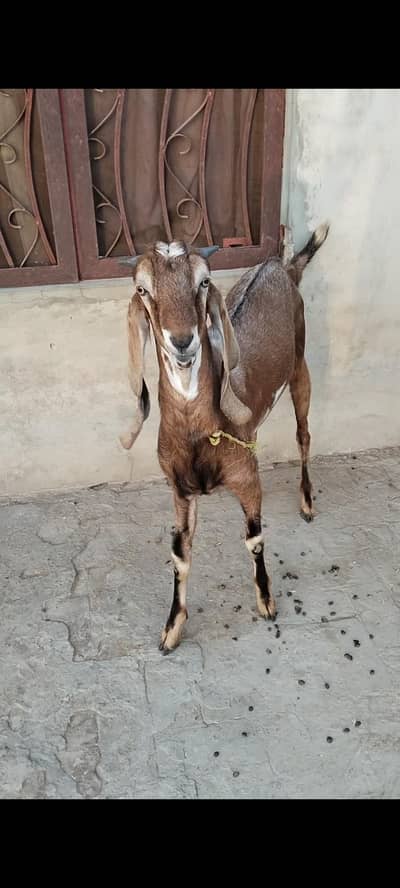 Qurbani ka Sehat Mand Bakra