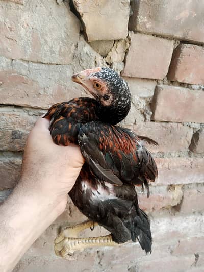 Hens saller