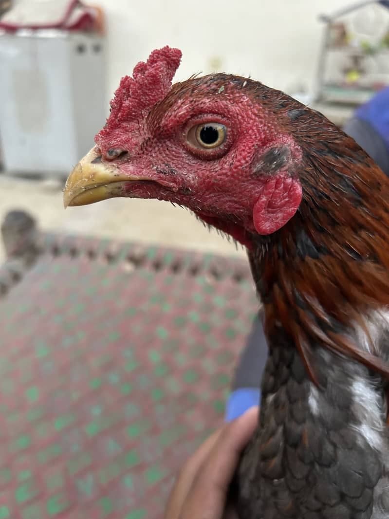 3 اصیل مرغے برائے فروخت 0