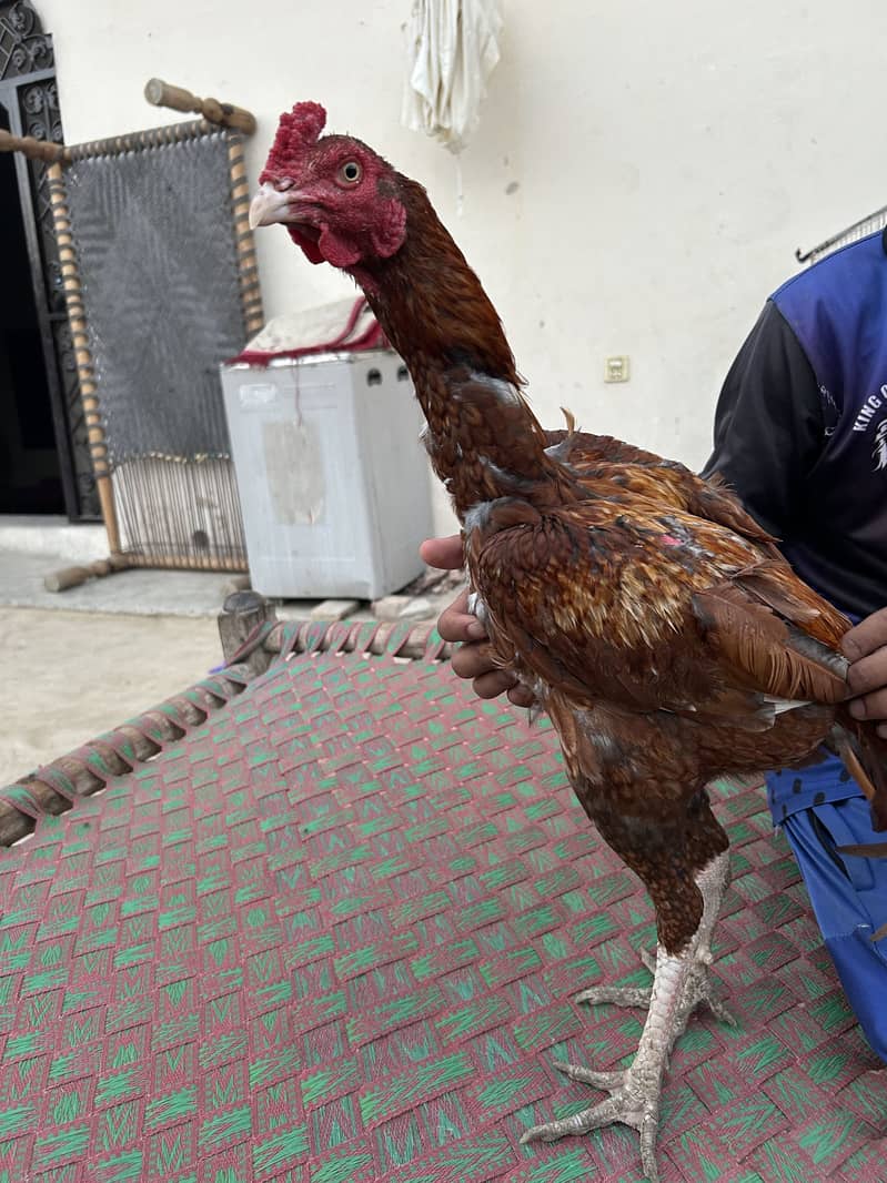 3 اصیل مرغے برائے فروخت 1