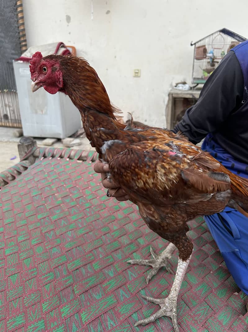 3 اصیل مرغے برائے فروخت 2