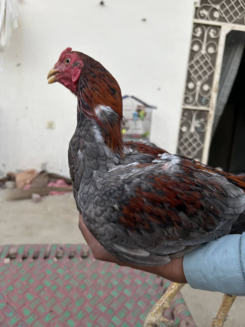 3 اصیل مرغے برائے فروخت 3