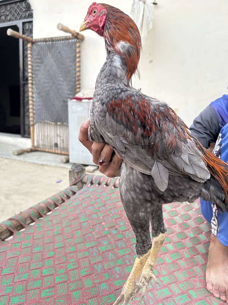 3 اصیل مرغے برائے فروخت 4